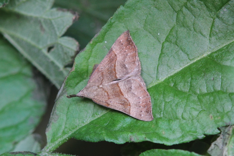 Hypena proboscidalis (Snout).JPG